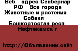 Веб – адрес Сенбернар.РФ - Все города Животные и растения » Собаки   . Башкортостан респ.,Нефтекамск г.